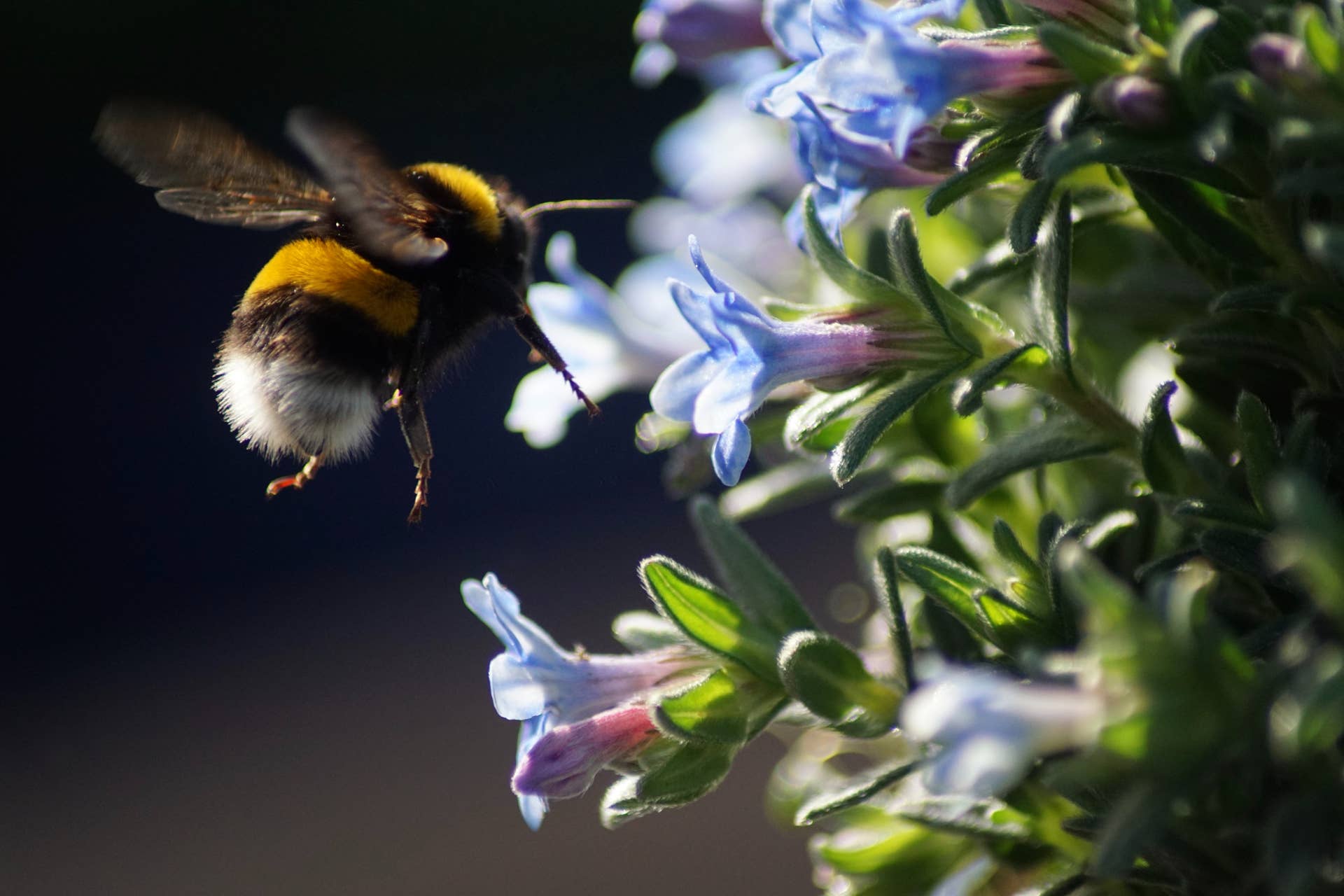 What's the buzz about No Mow May? - Vimarsana News