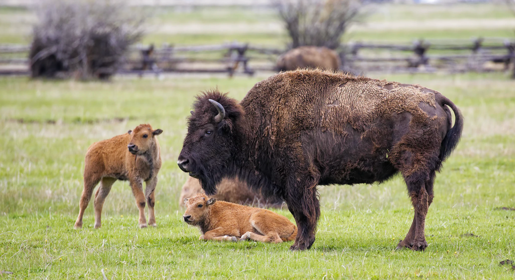 Bison could soon be roaming land near Shakopee again - Vimarsana News