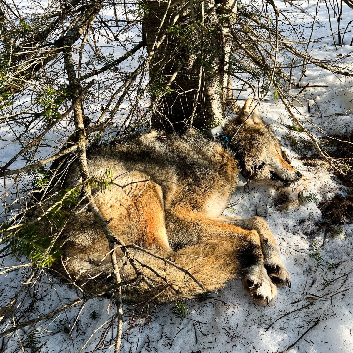 Voyageurs Wolf Project, Studying Wolves During Summer