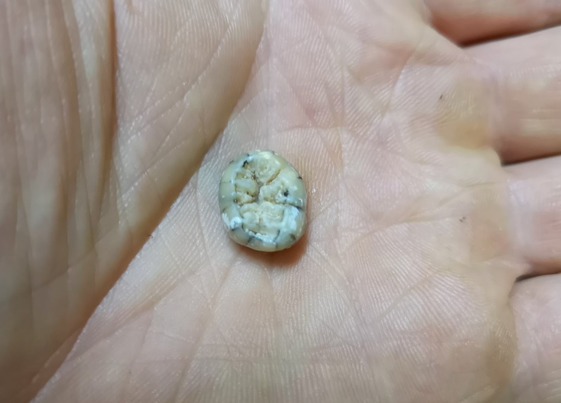 MN researcher belongs to team behind 'revolutionary' discovery of ancient tooth in Laos - Vimarsana News