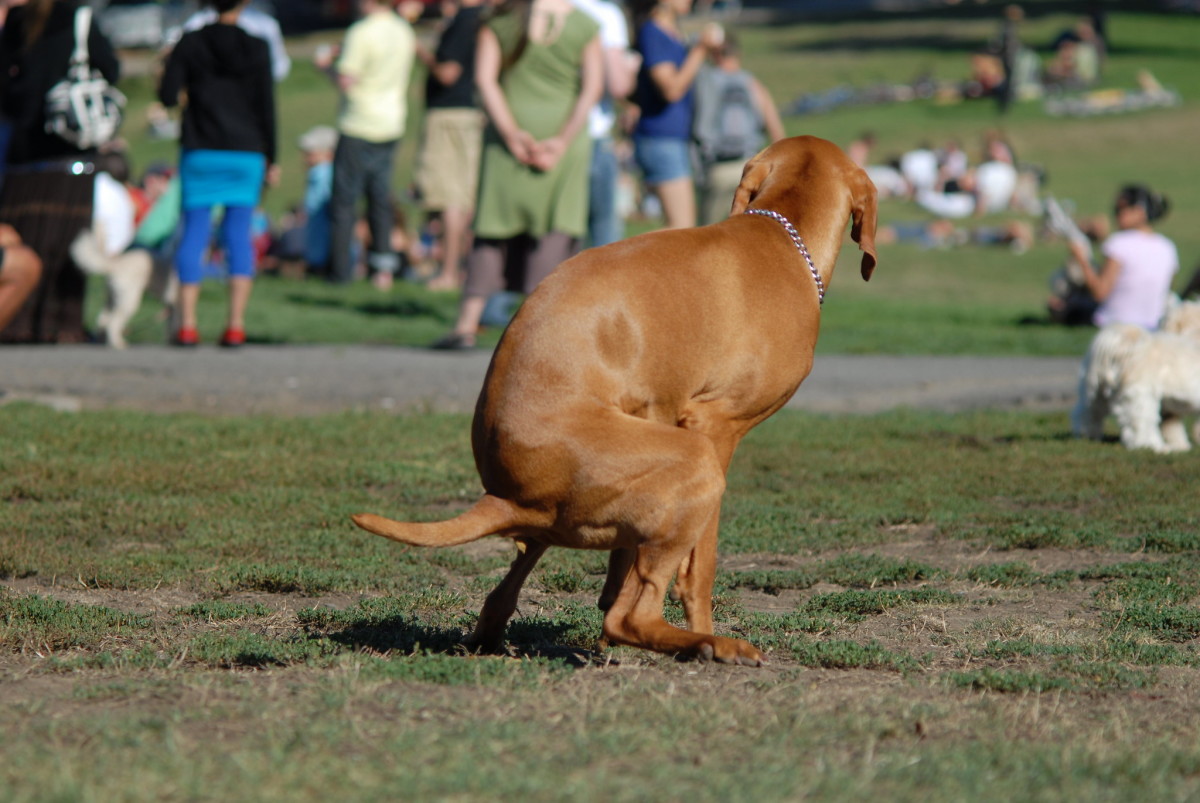 city-of-plymouth-call-911-immediately-if-pet-owner-doesn-t-pick-up