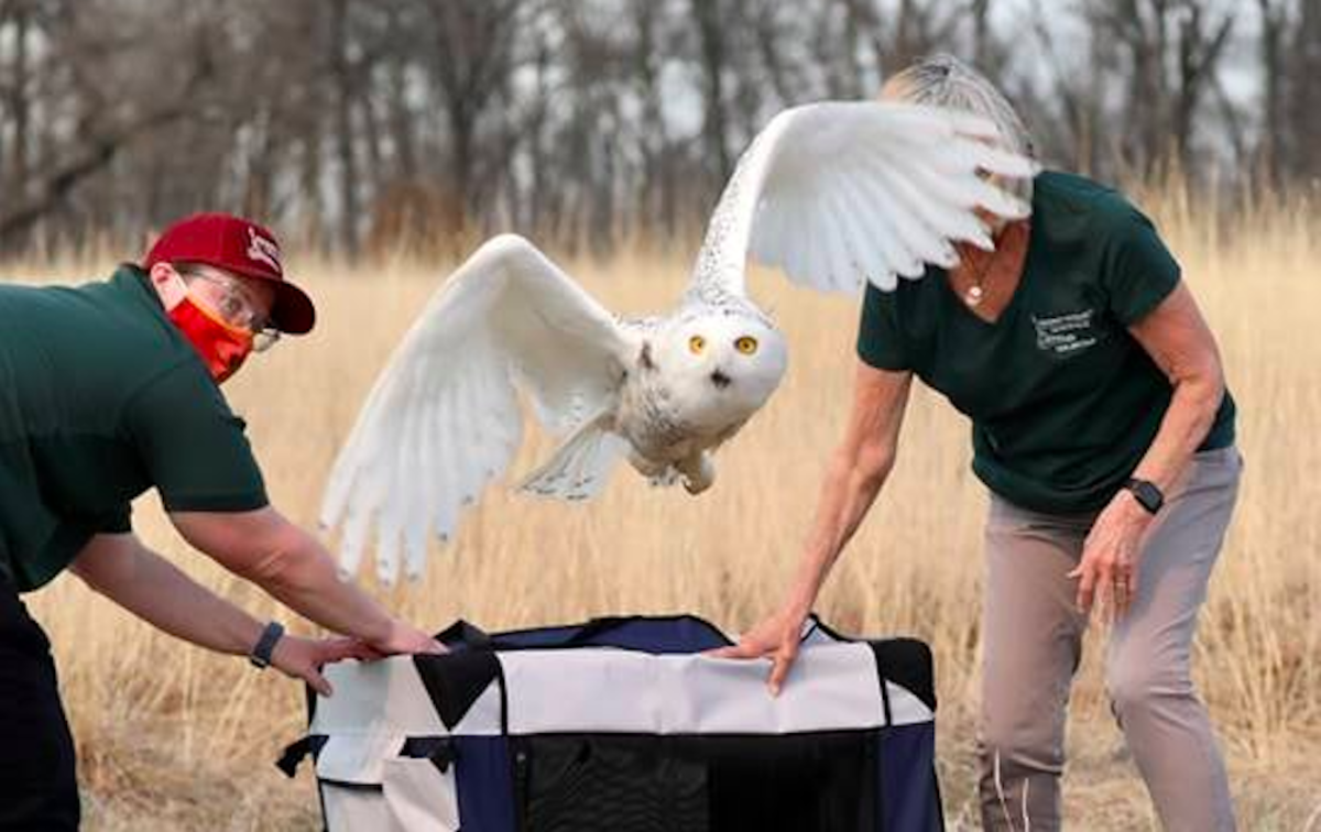 Snowy owl rescue