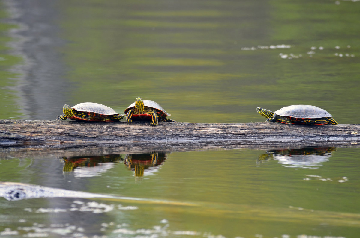 Three painted turtles sunning on a log.
