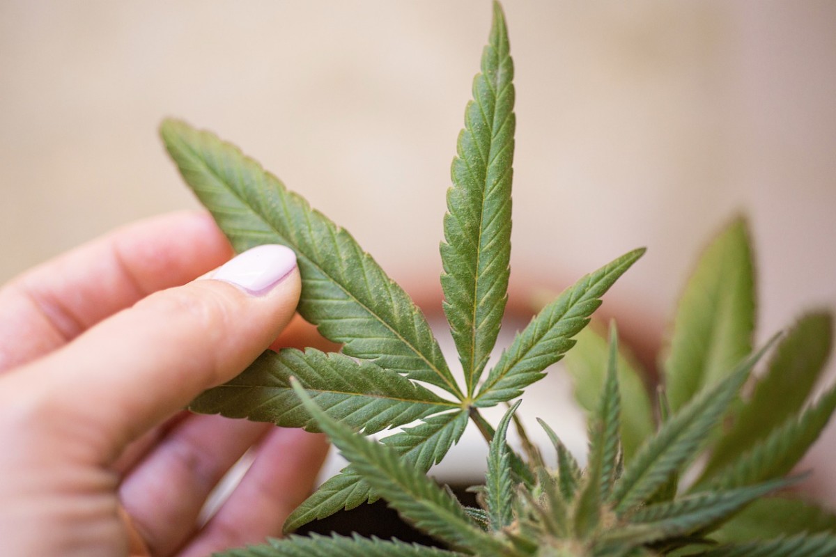 pixabay - marijuana cannabis