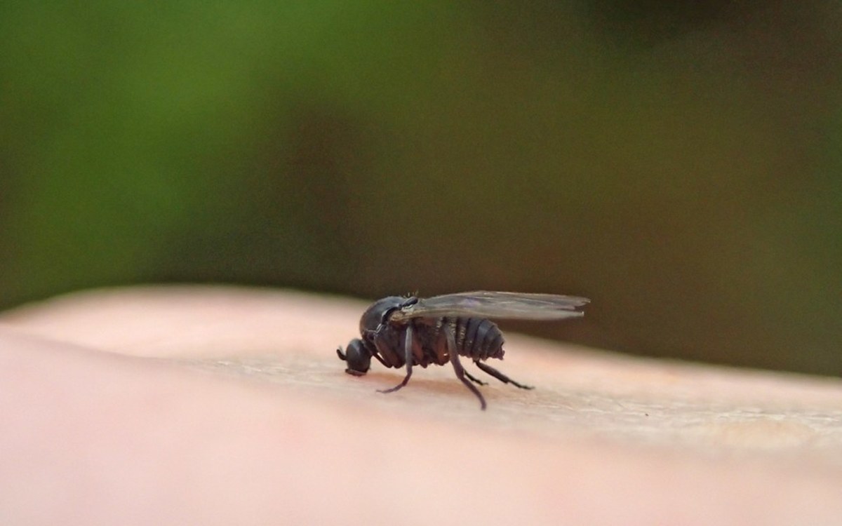 Flickr - SIMULIIDAE black fly gnat - D. Sikes