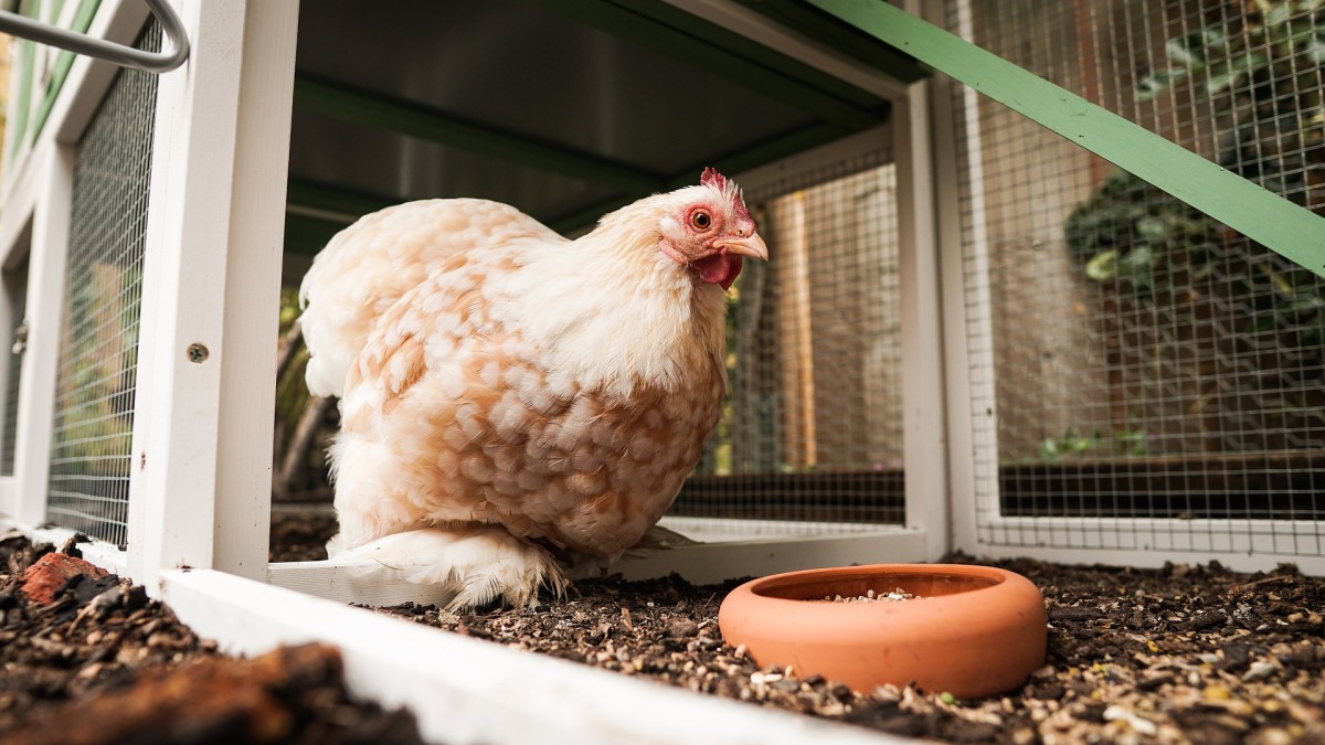CDC warns not to kiss, cuddle backyard chickens due to salmonella