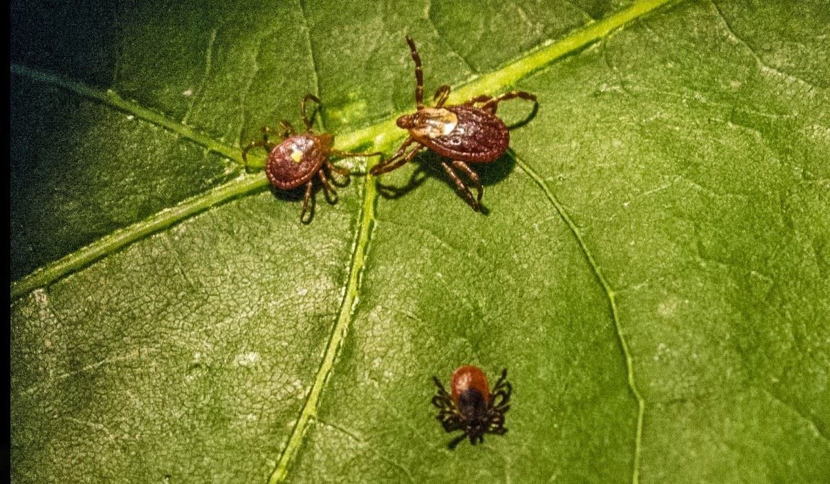 The three types of ticks in Minnesota that are known to cause diseases: The lone star tick (upper left), the American dog tick aka wood tick (upper right) and the blacklegged tick aka deer tick (bottom right).