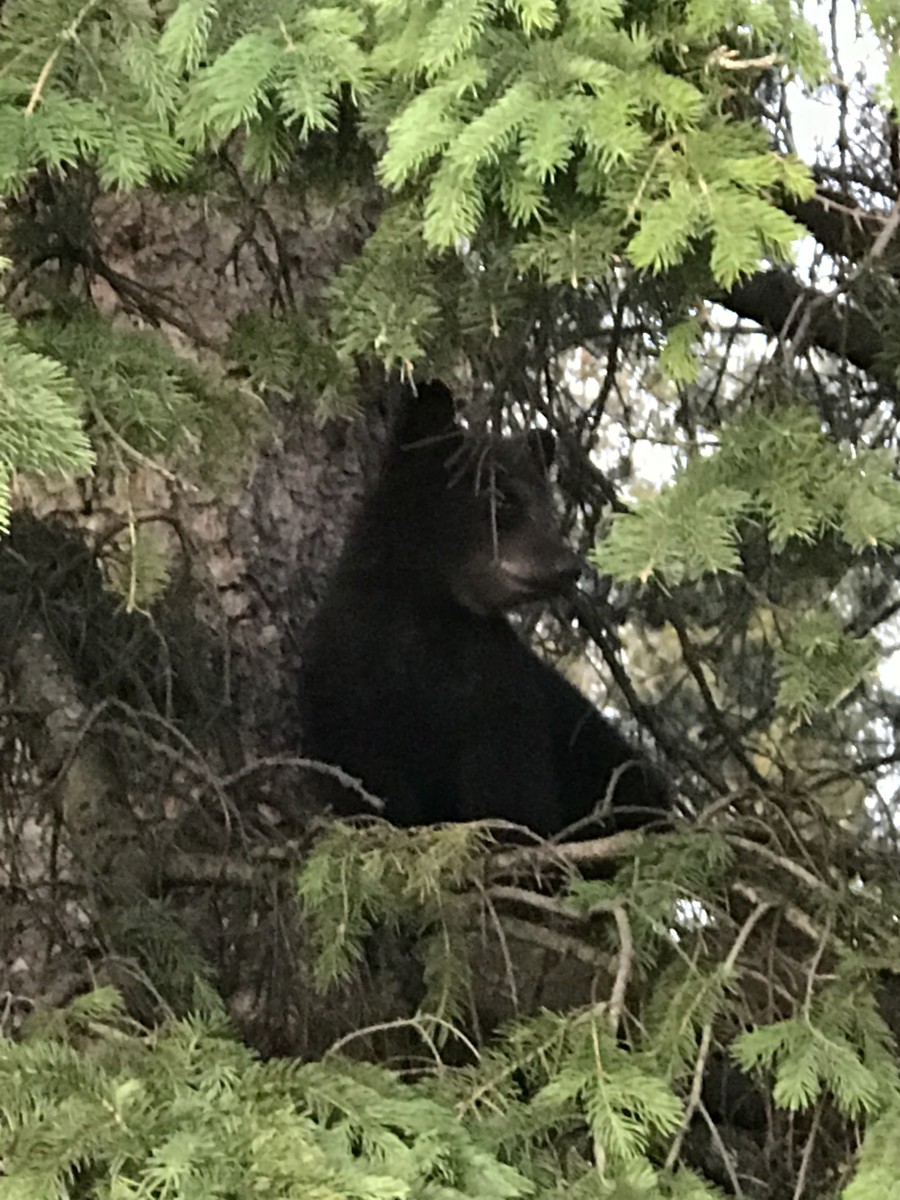 The bear cub in the tree after his mom was hit and killed.