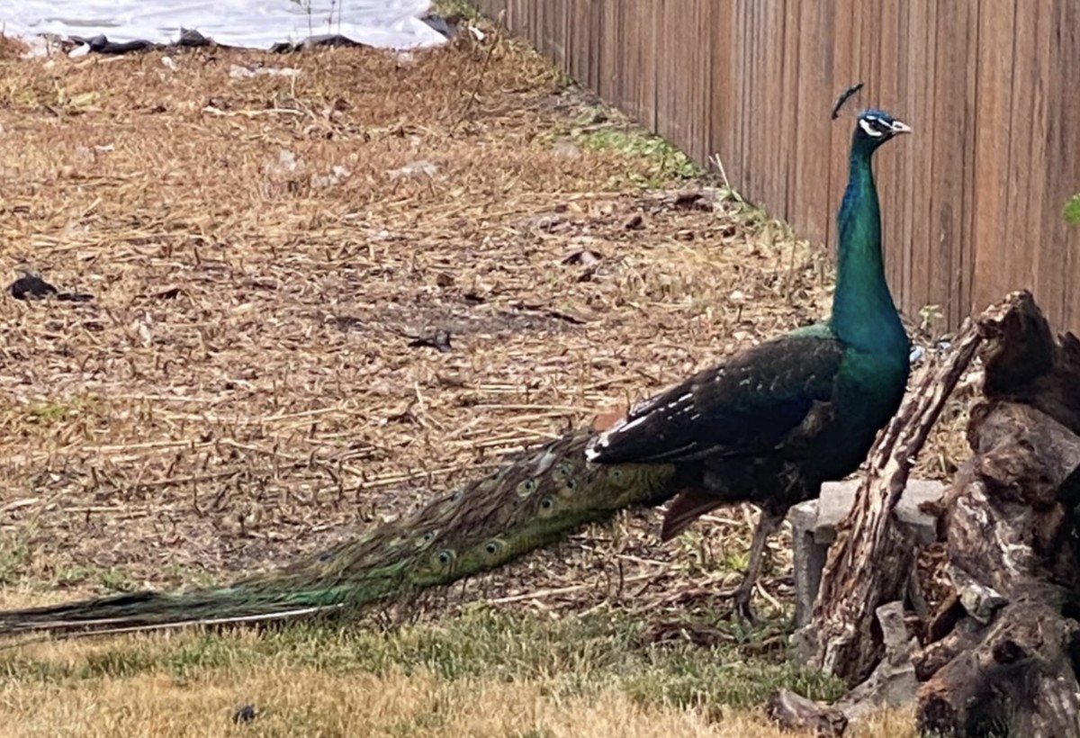 Lost peacock
