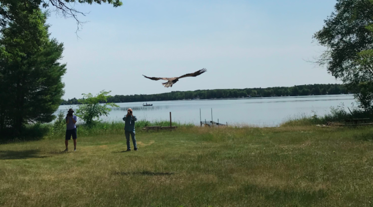 Eagle being released into wild