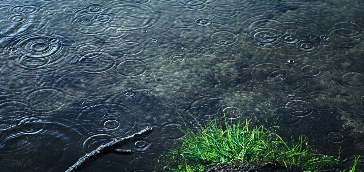 Pixabay - rain lake puddle grass