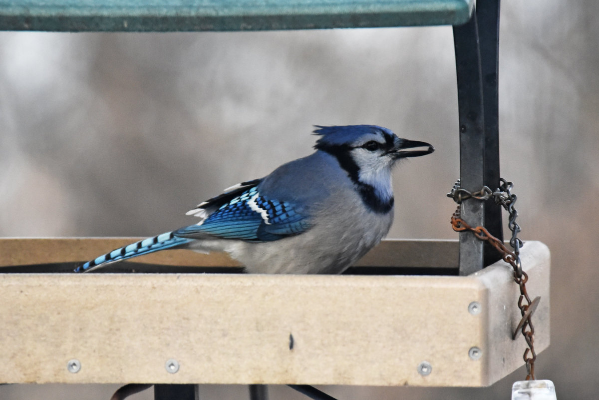 Birder's Notebook; Blue Jay - Illinois Audubon Society