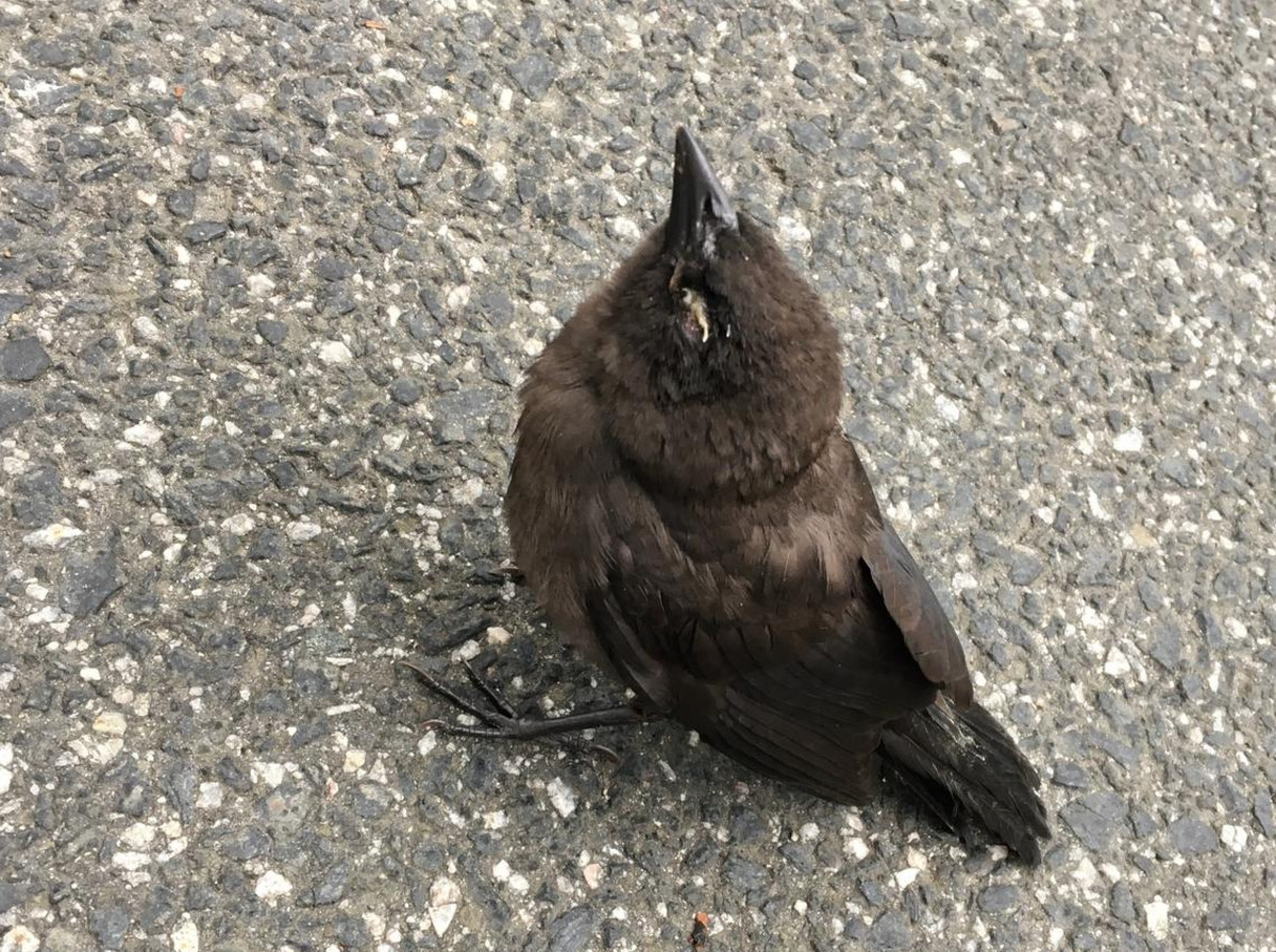 A bird in Washington D.C. exhibiting symptoms of the illness.