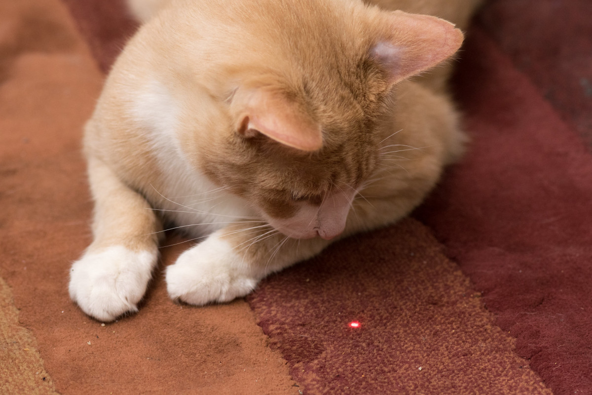 Cat with laser