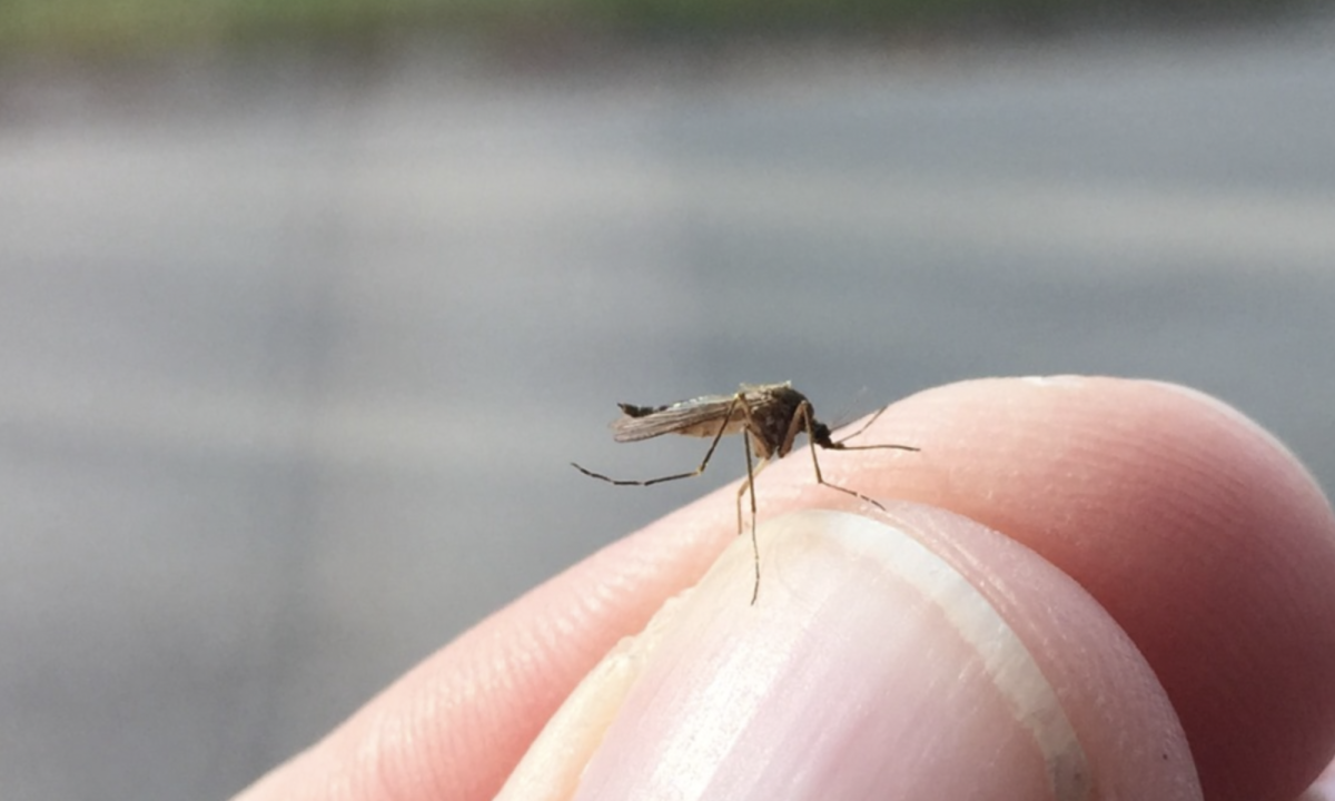 Heavy Rainfall In Parts Of Minnesota Could Mean More Mosquitoes Bring Me The News 4737