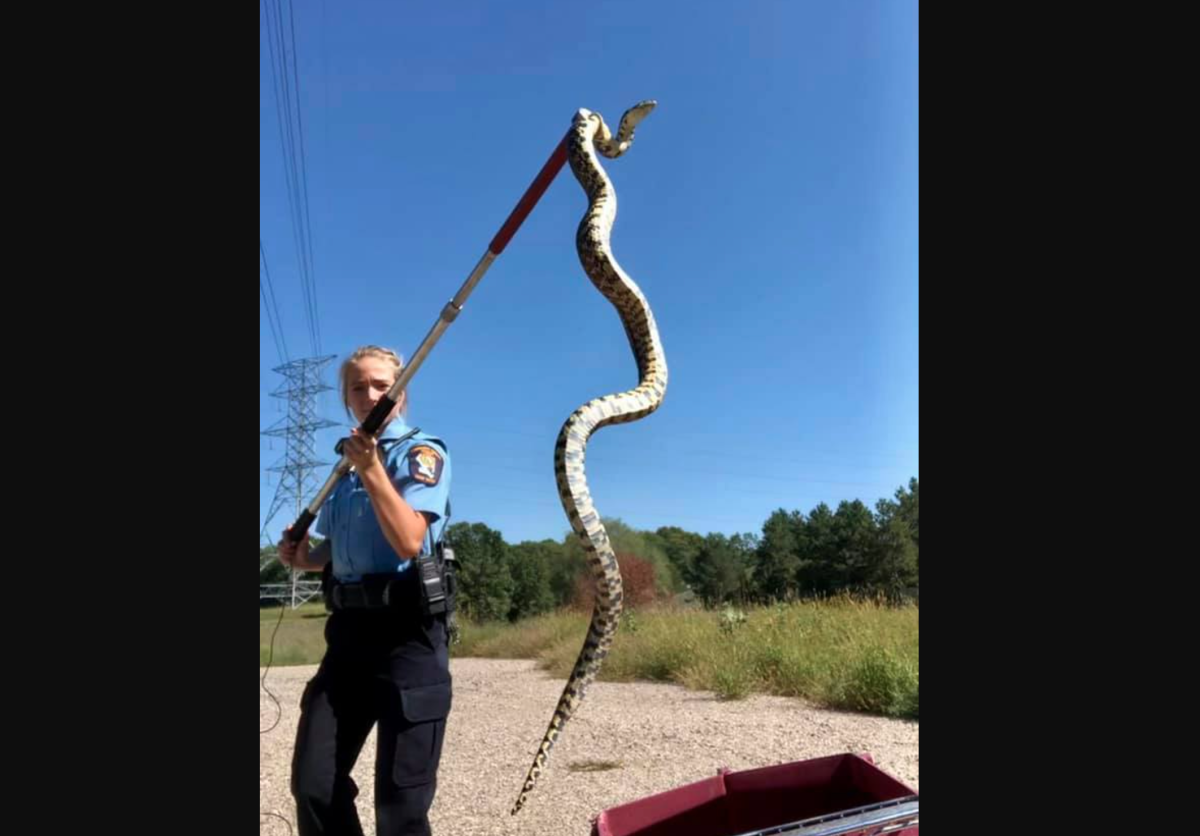 Oh, look, it's a giant bull snake in Coon Rapids Bring Me The News