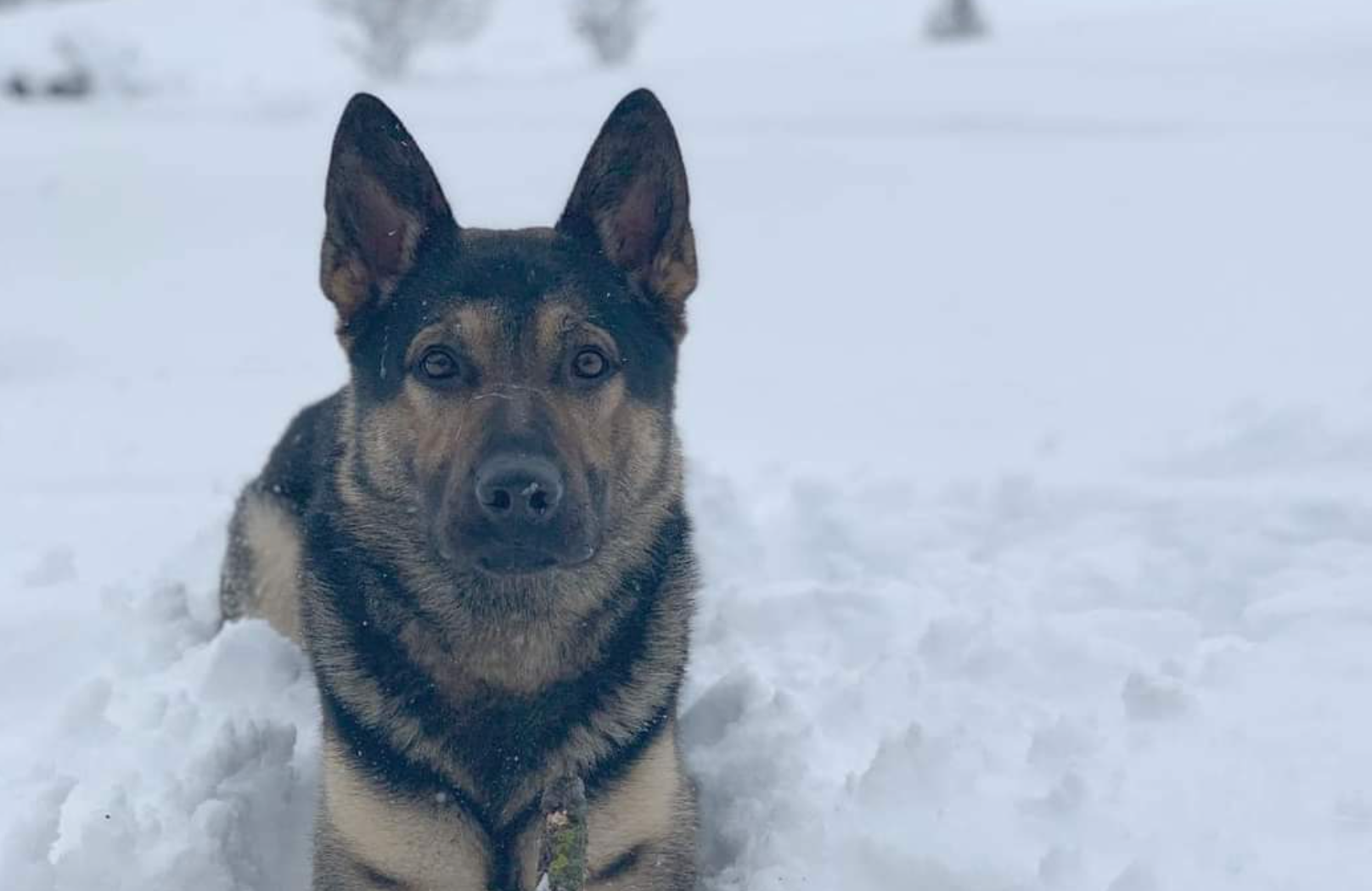 Chisago County K-9 among 3 dogs killed in house fire; family 'lost everything' - Vimarsana News