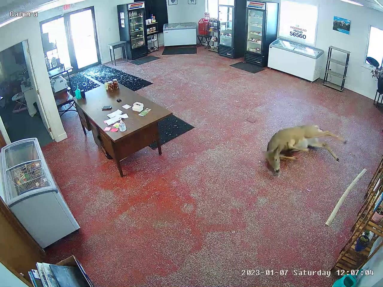 Watch: Deer runs through glass door to Minnesota butcher shop - Vimarsana News