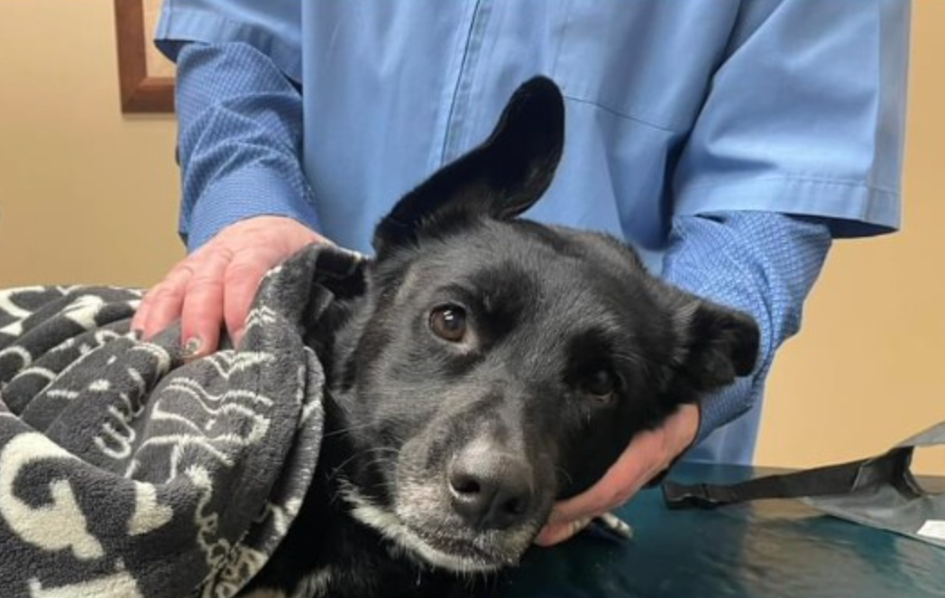 Authorities searching for answers after dog found shot near Garfield
