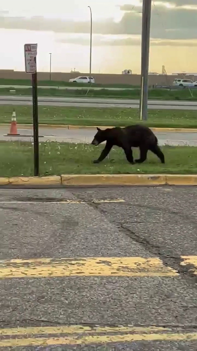 Black bear seen crossing highway, walking near businesses in Rogers ...