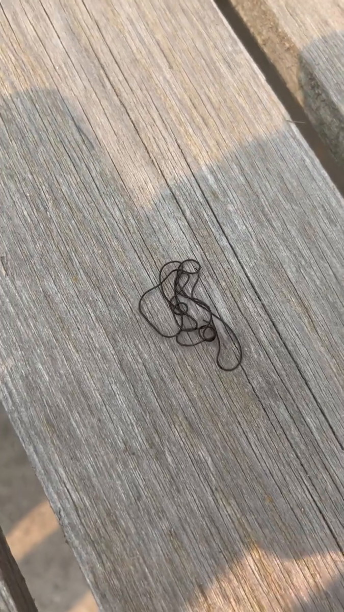 Nightmarish 'horsehair worm' found writhing at Mille Lacs Lake Bring