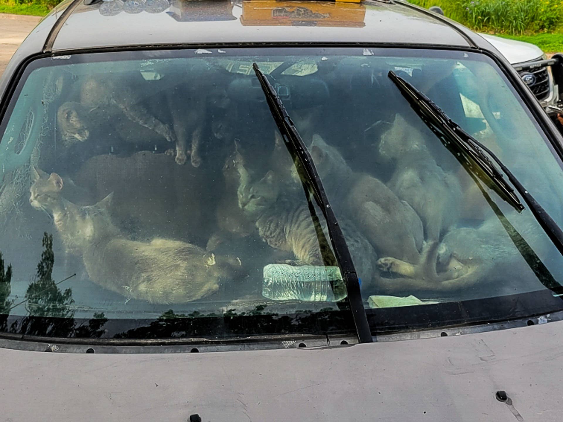 47 cats rescued from vehicle at rest stop in Harris, Minnesota - Vimarsana News