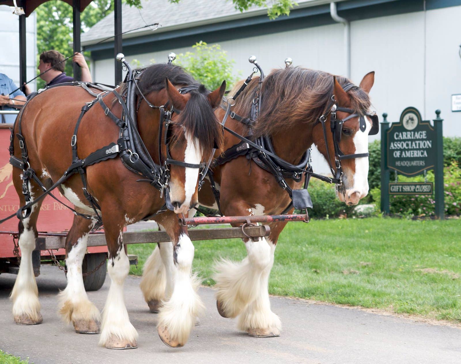 Man dies after being run over by his Clydesdale in St. Cloud - Vimarsana News