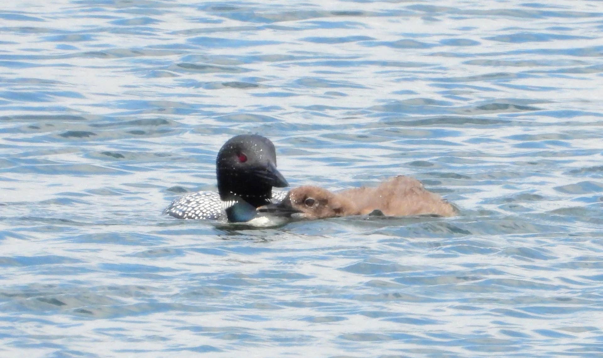 Young loon reunites with mother on Twin Cities lake after rescue from fishing litter - Vimarsana News