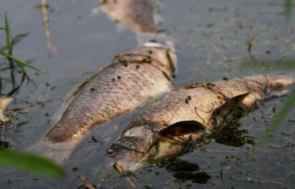 Herpes virus kills at least 1,000 carp in southern Minnesota lake