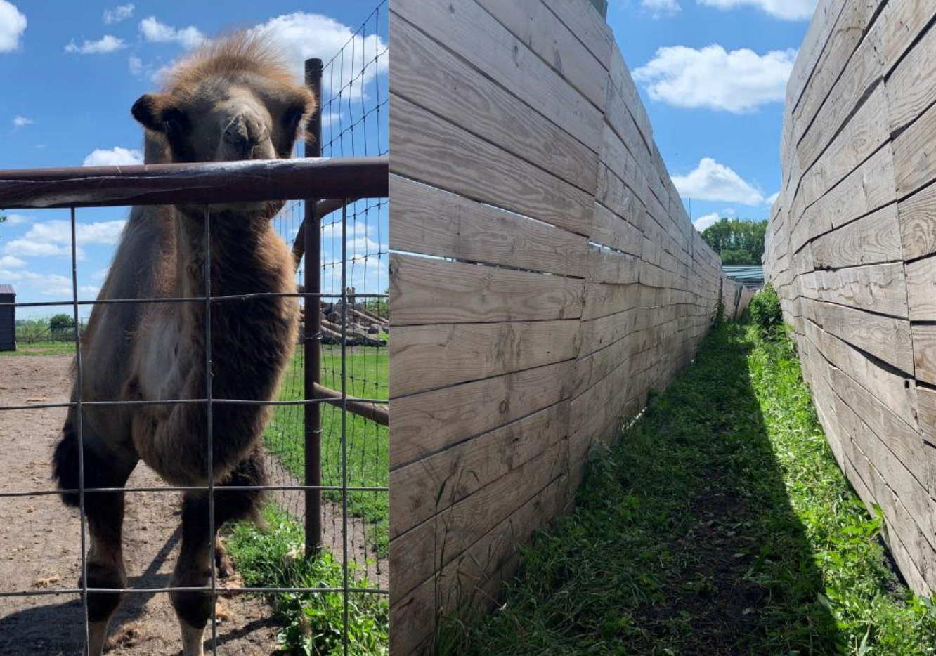 Camel bites two zookeepers, drags one by the head for 15 feet - Vimarsana News