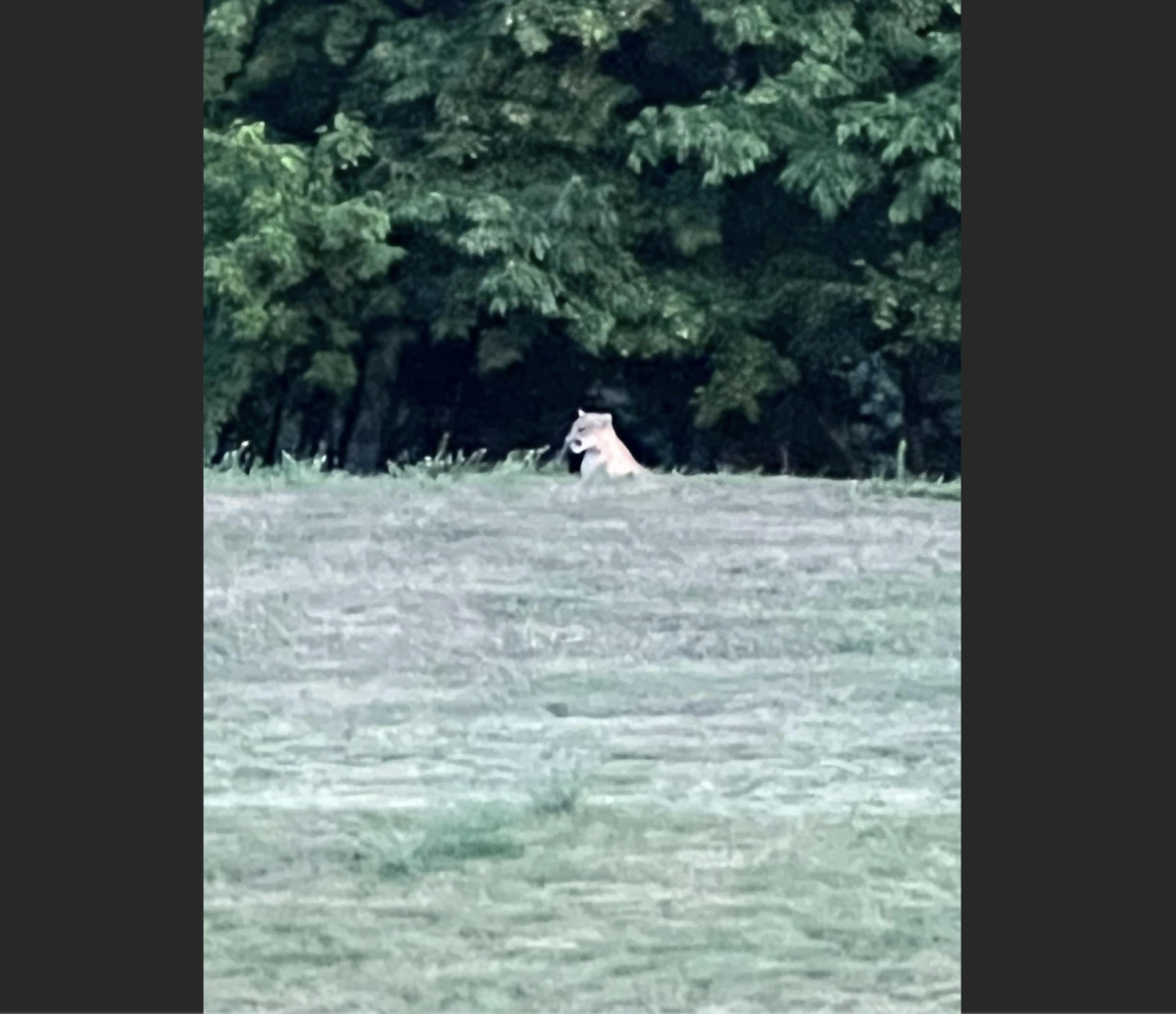 A mountain lion spotted near Preserve Trail and Stagecoach Road in Shakopee on July 18, 2022. Photo by Andrew Pastrana.