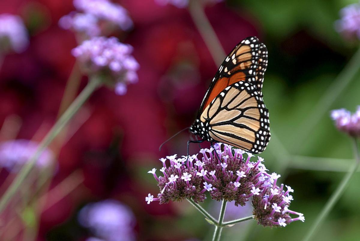 Monarch Butterflies Listed As Endangered, At Risk Of Extinction - Bring ...