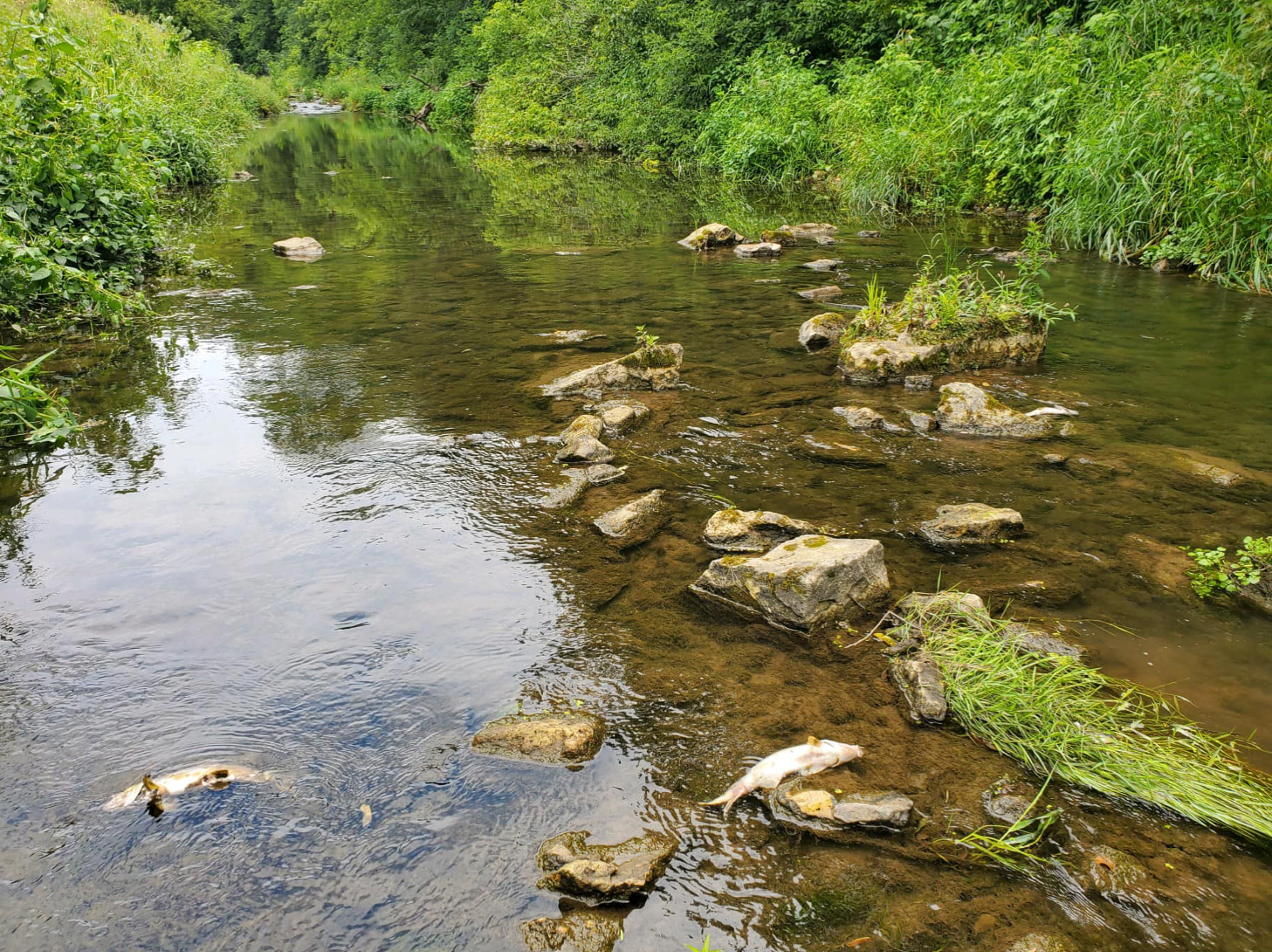 Deaths of 2,500 fish in Minnesota trout stream unexplained - Vimarsana News