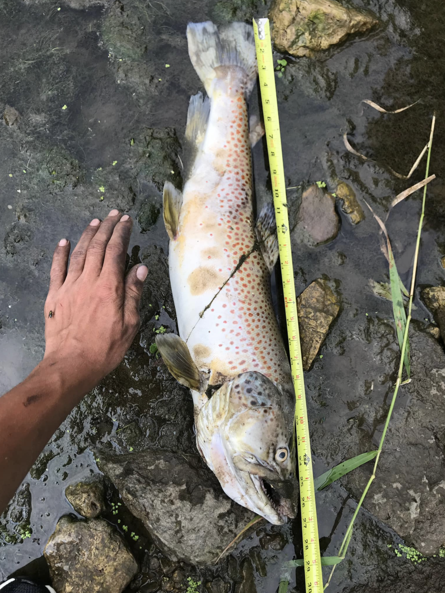 A 27" brown trout washed up in apparent fish kill on Rush Creek near Lewiston, Minn. in late July. Photo courtesy of Robert Meyer / Minnesota Trout Unlimited. 