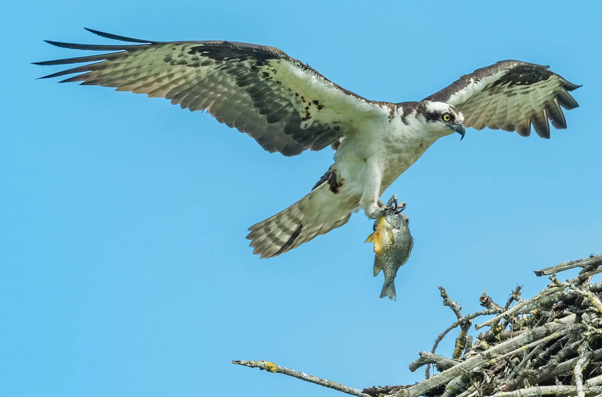 Twine kills 2 young ospreys in Long Lake, Minnesota - Vimarsana News