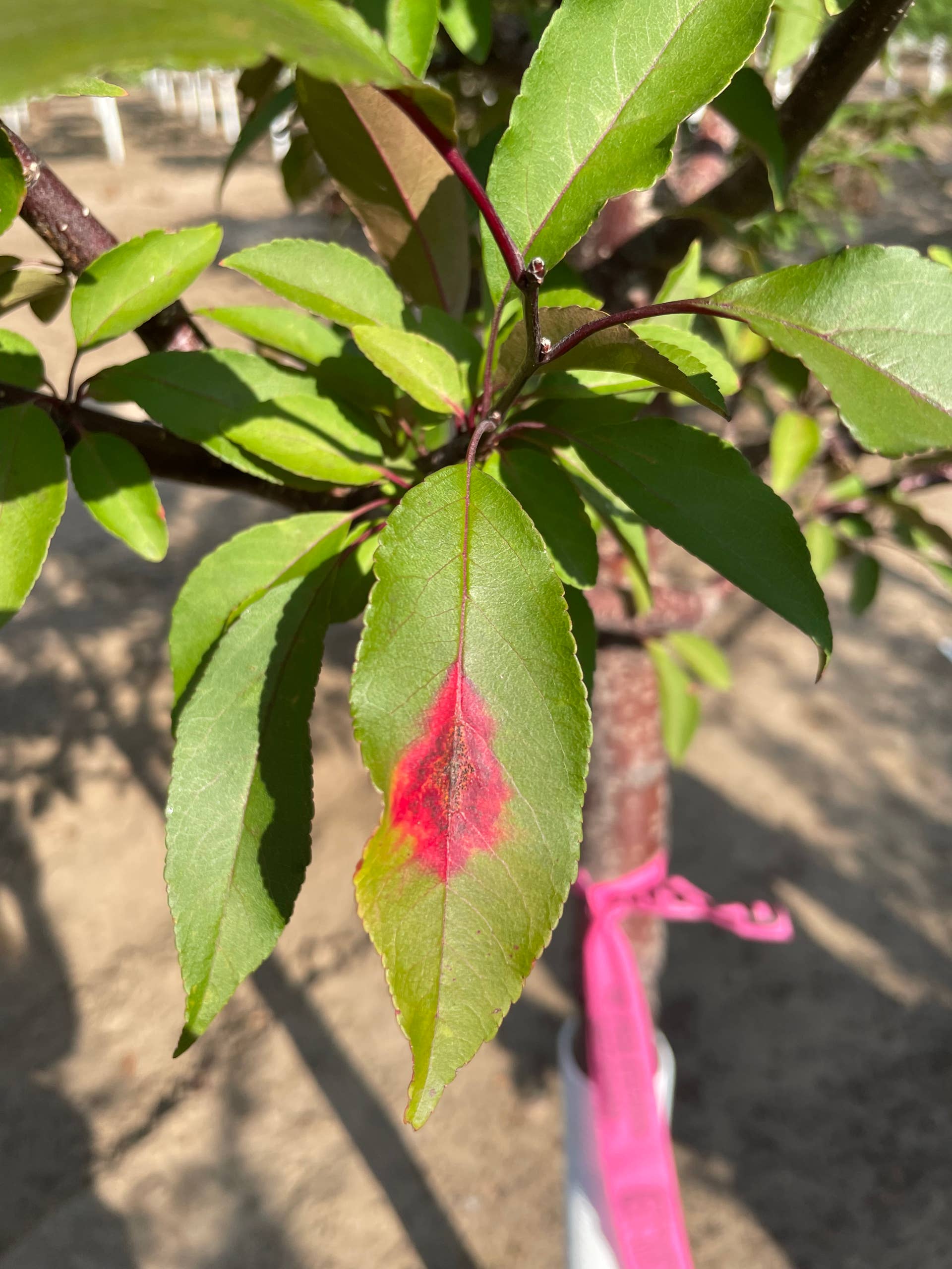 New fungal disease threatening apple and juniper trees found in the Twin Cities - Vimarsana News
