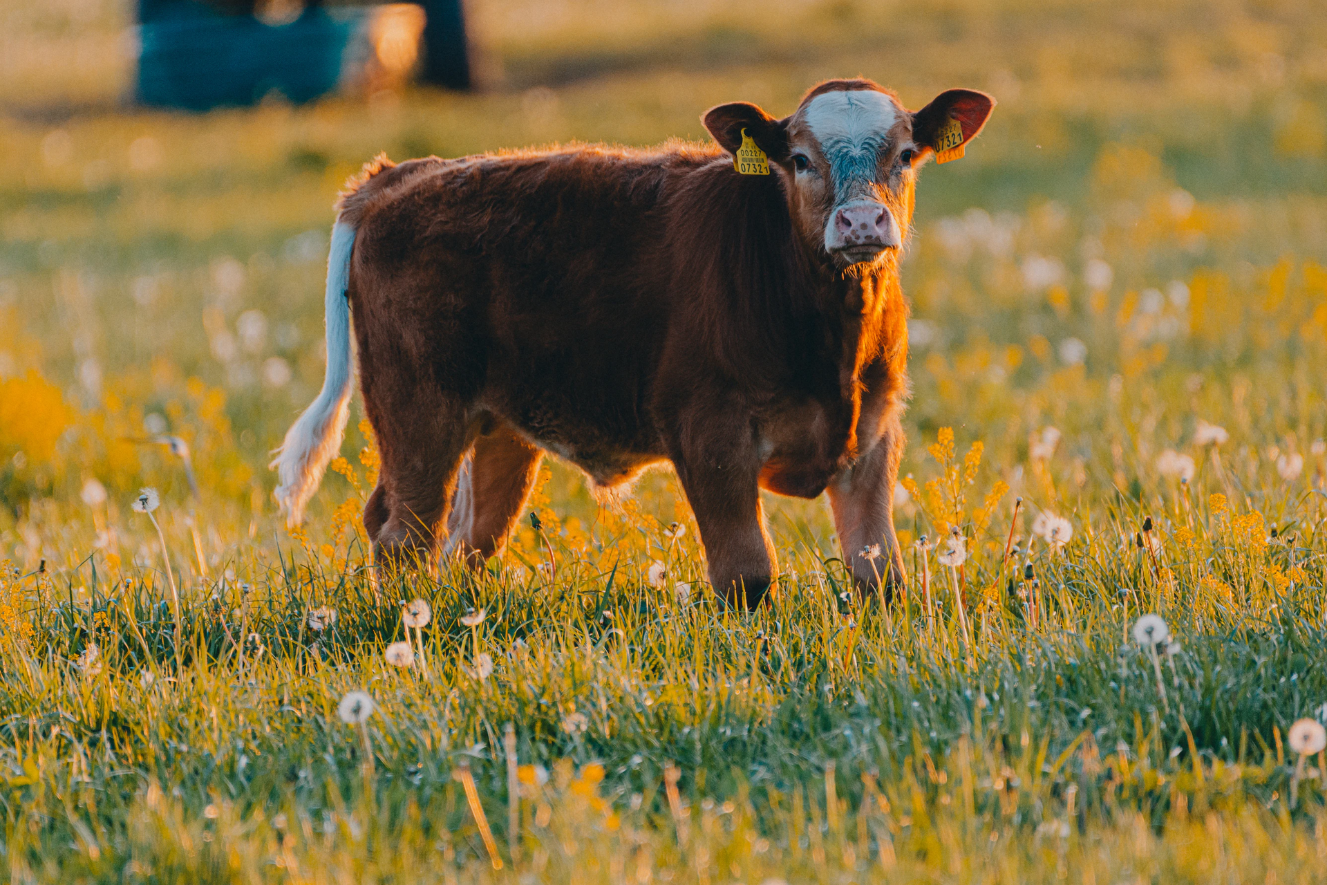 Sheriff: Heifer shot and butchered on farmer's pasture near Aitkin - Vimarsana News