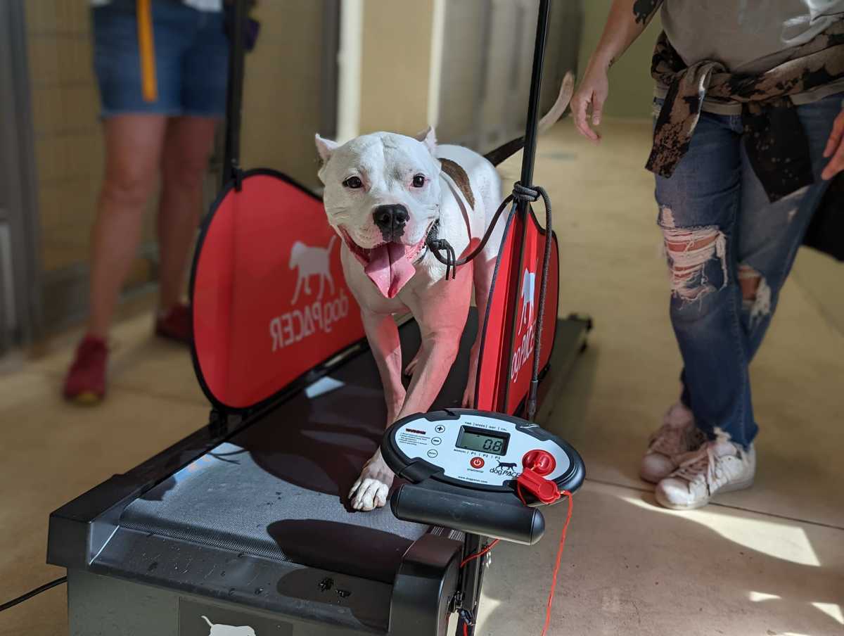 Treadmill helps Minneapolis shelter dogs burn off steam
