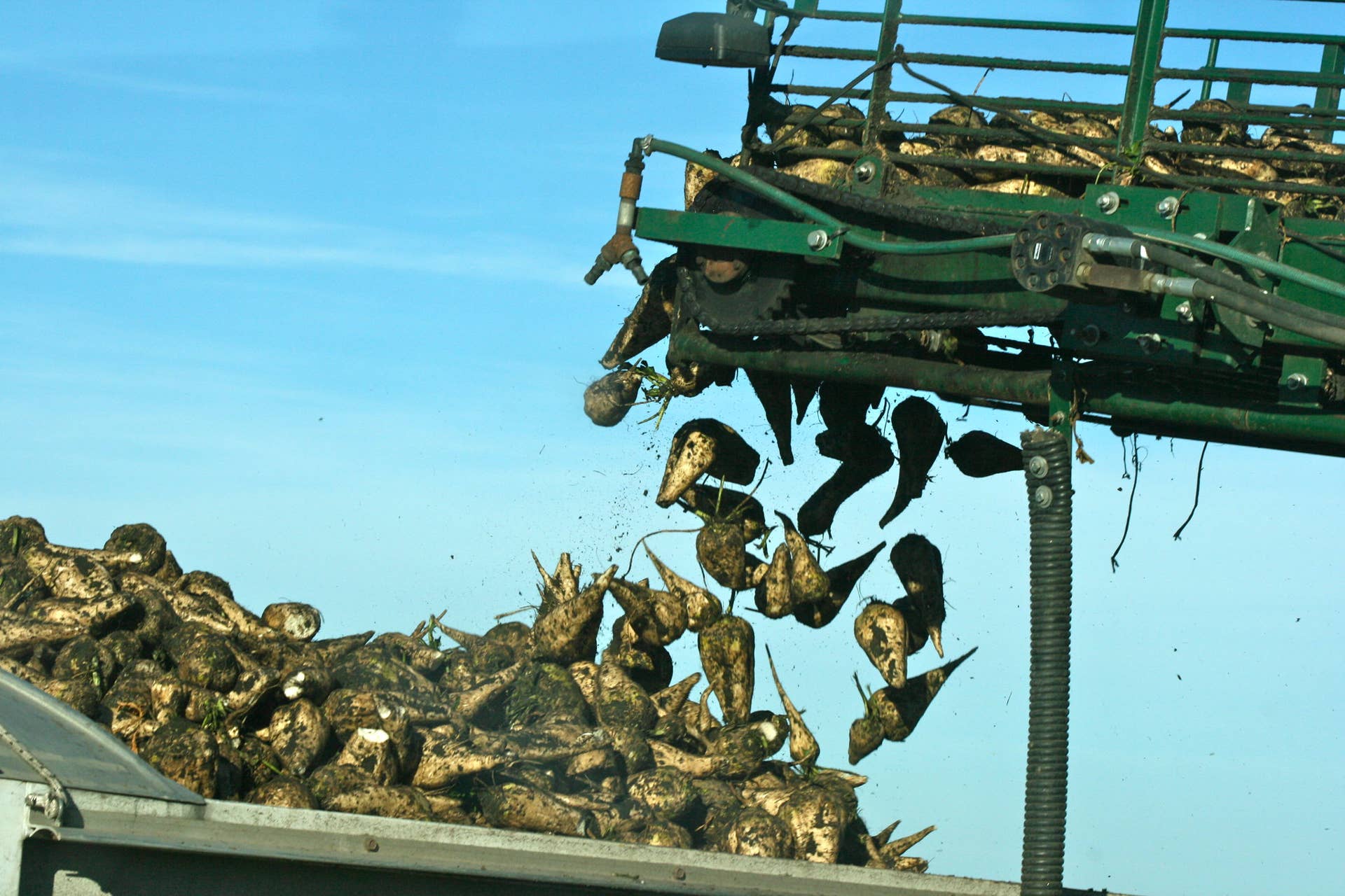 Sugar beets spill over western Minnesota roadway in crash - Vimarsana News