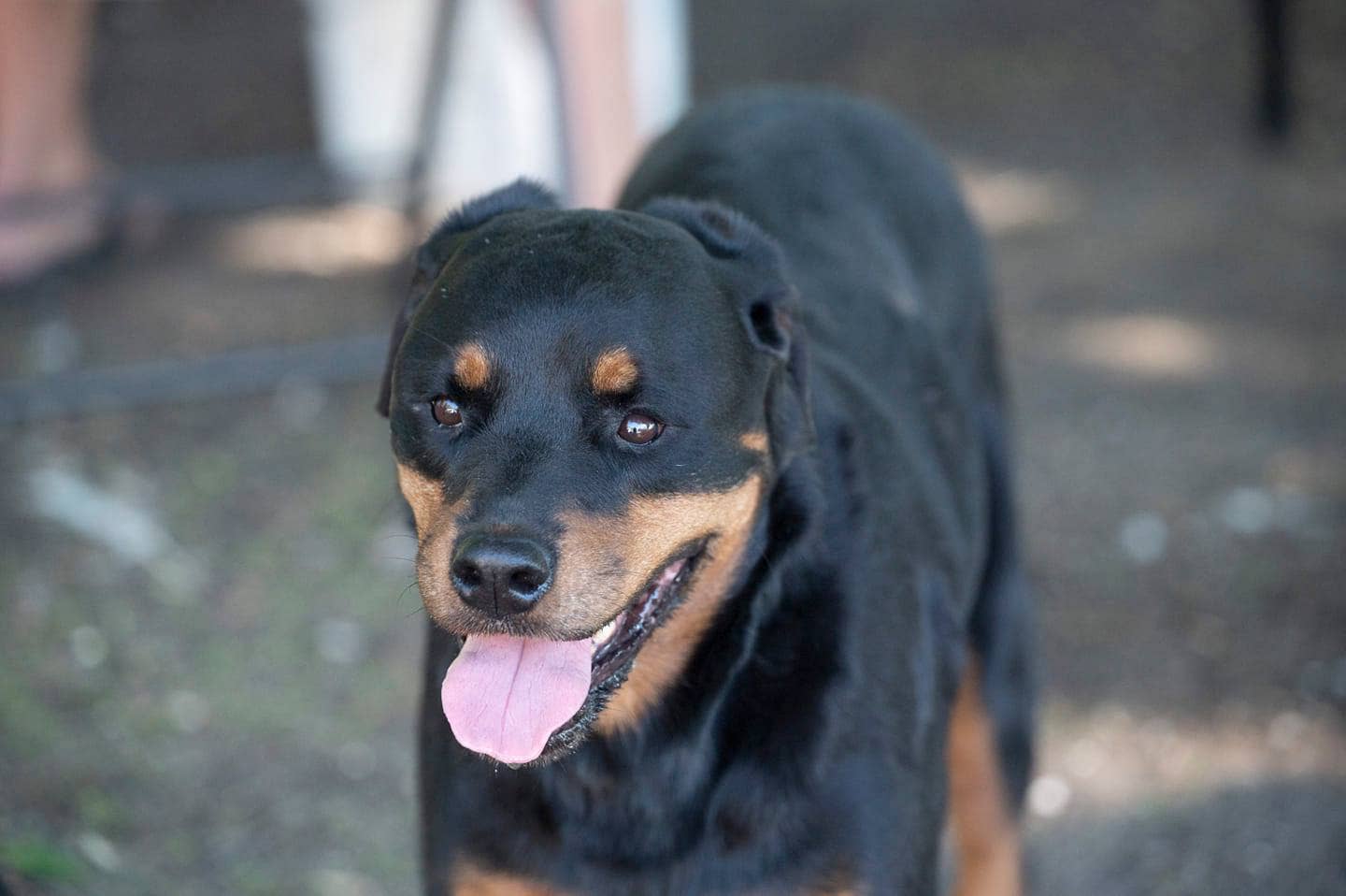 Minnesota family mourns beloved pet they say was kicked during Amazon delivery - Vimarsana News
