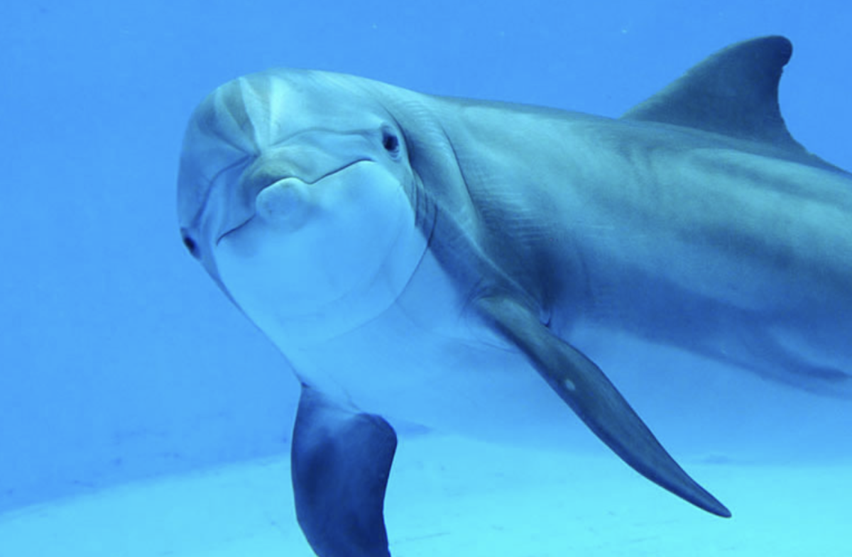 Dolphins will grace the Minnesota Zoo again for the first time in a