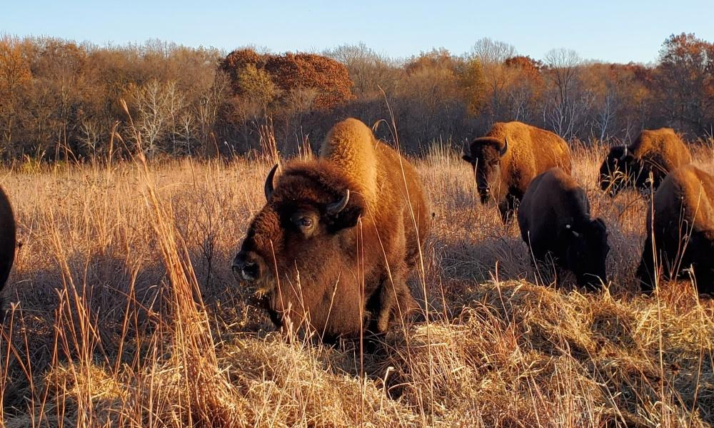 Dakota County reintroduces native bison to its prairie - Vimarsana News