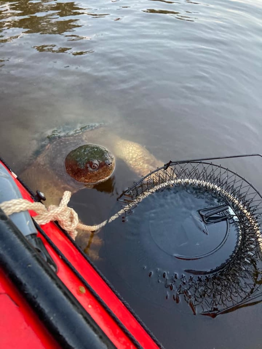 A large snapping turtle reaches for a fish basket on the Mississippi River near Neimeyer's Rugged River Resort in Brainerd, Minn. in July, 2022. Photo by Shala Holm.