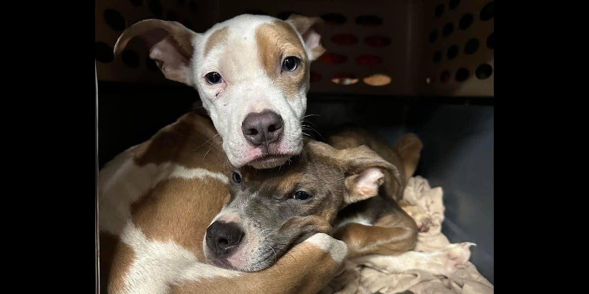 Abandoned puppies saved by good Samaritan, Minnesota animal rescue and
