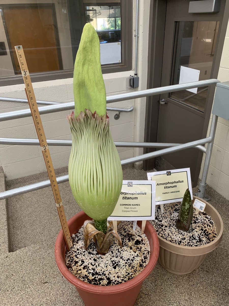 Another corpse flower bloom may take place in the Twin Cities this ...