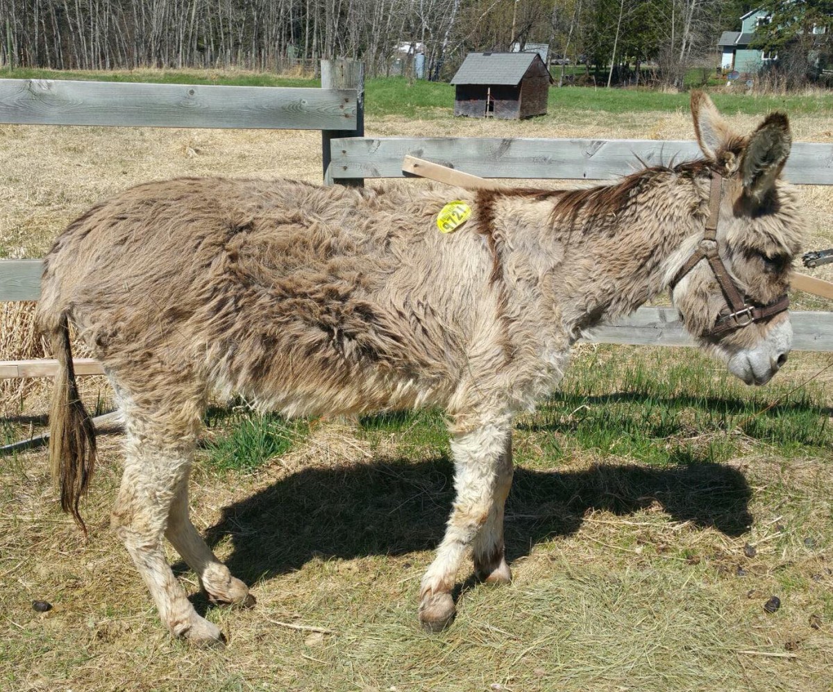 Rescue donkeys shops near me