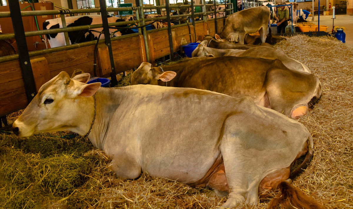 Cattle barn at the Minnesota State Fair