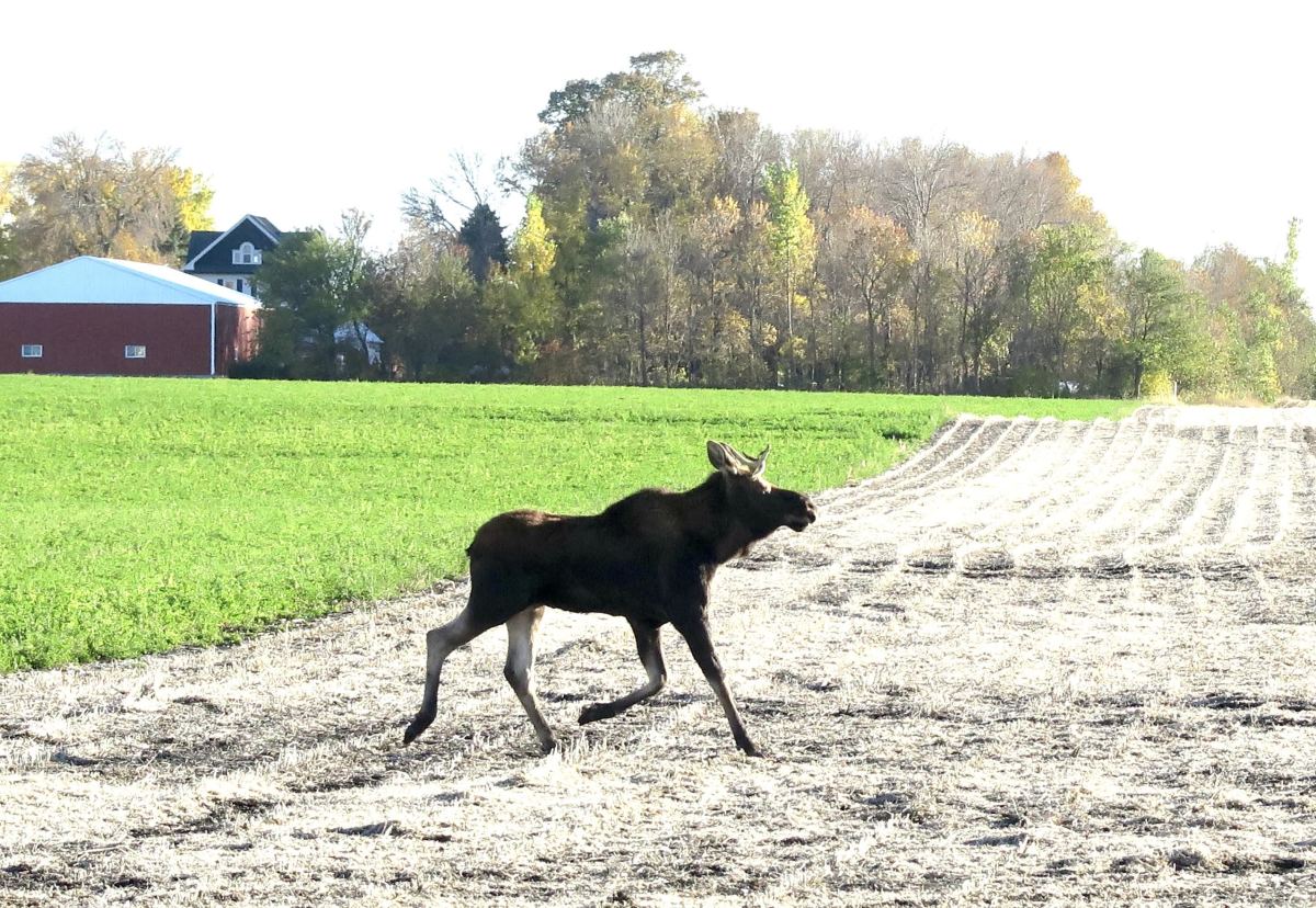 A Minnesota 'Moose on the Loose' captures imaginations on Facebook Bring Me The News