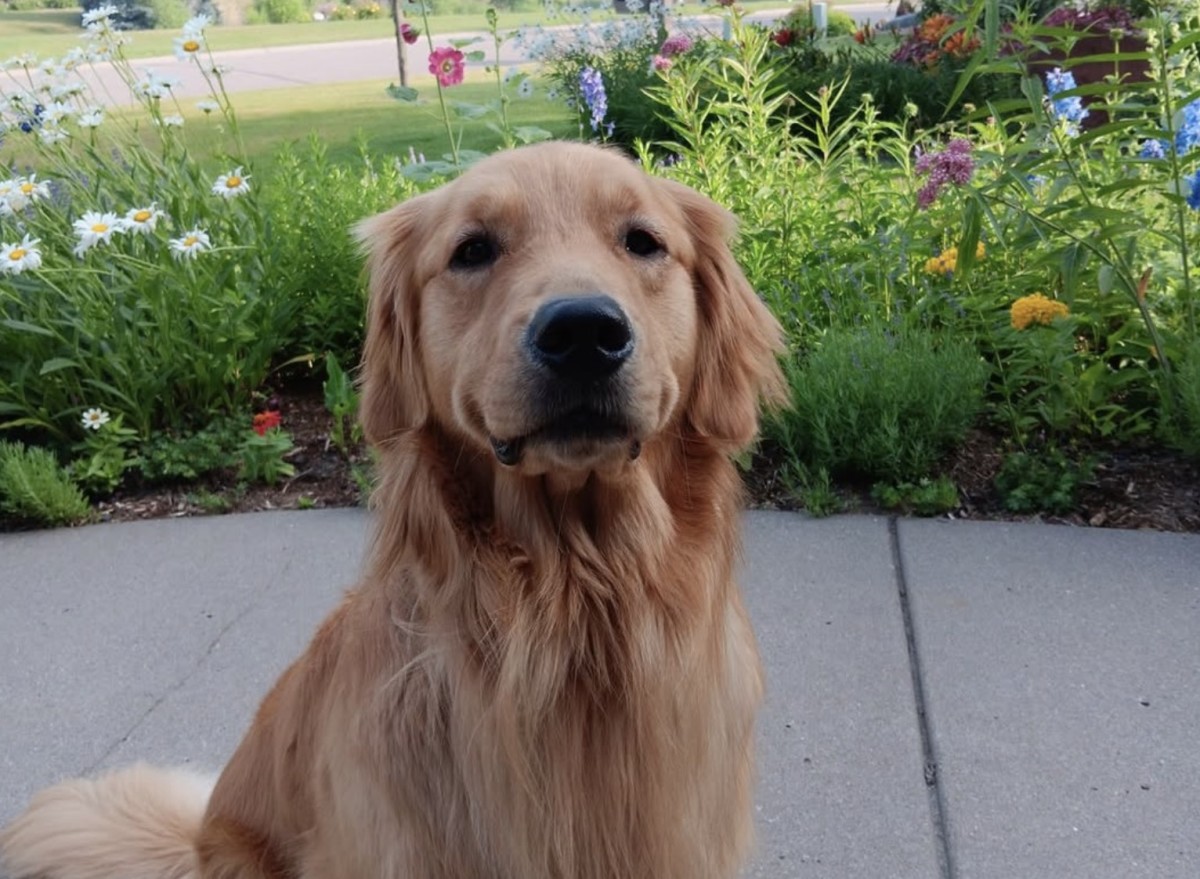 The Hortmans #39 beloved dog Gilbert also killed in Saturday shooting The Hortmans #39 beloved dog Gilbert also killed in Saturday shooting