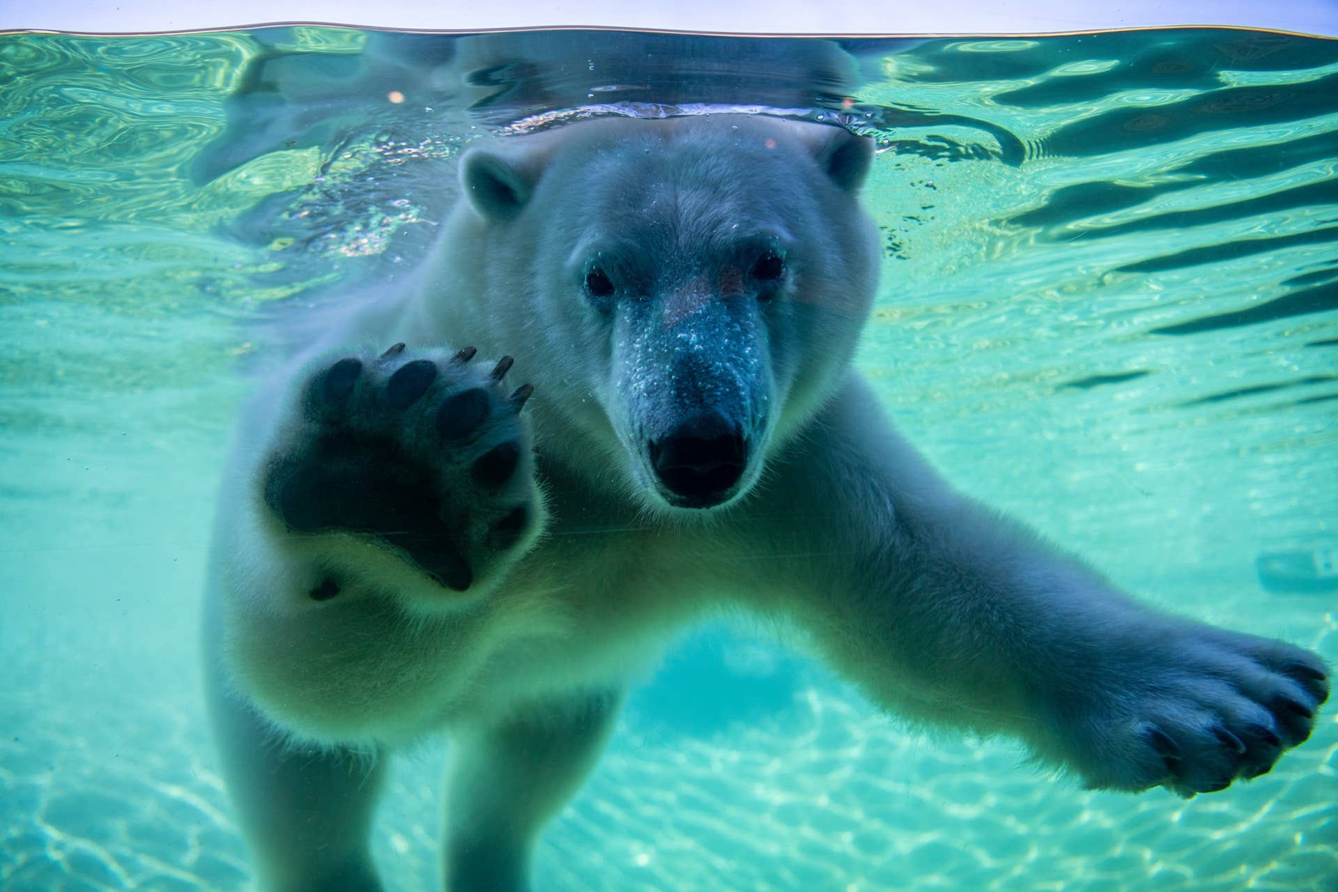 Como Zoo new polar bear named Astra Bring Me The